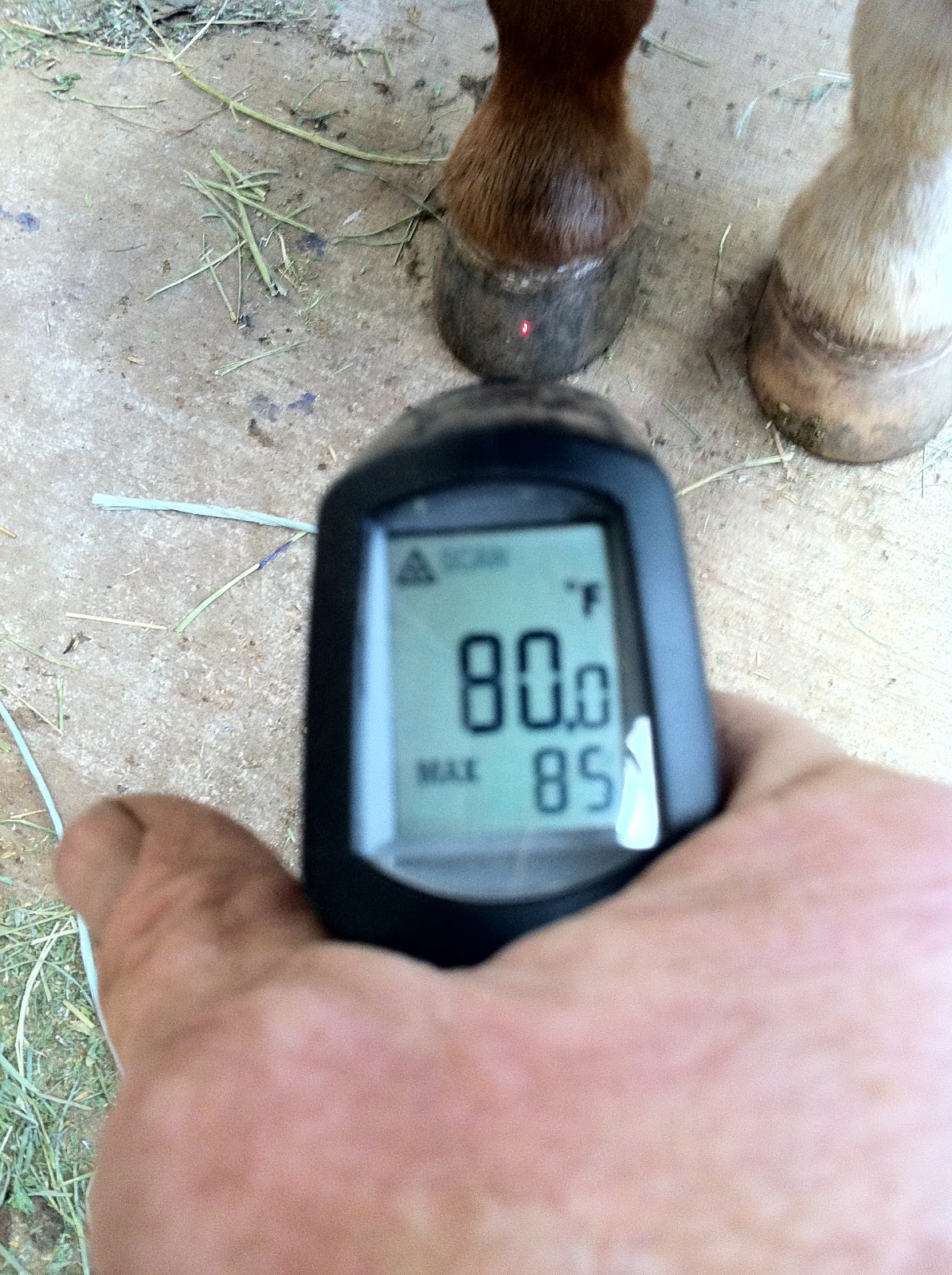 Equine Athlete "Team MONK Endurance" Thermometer