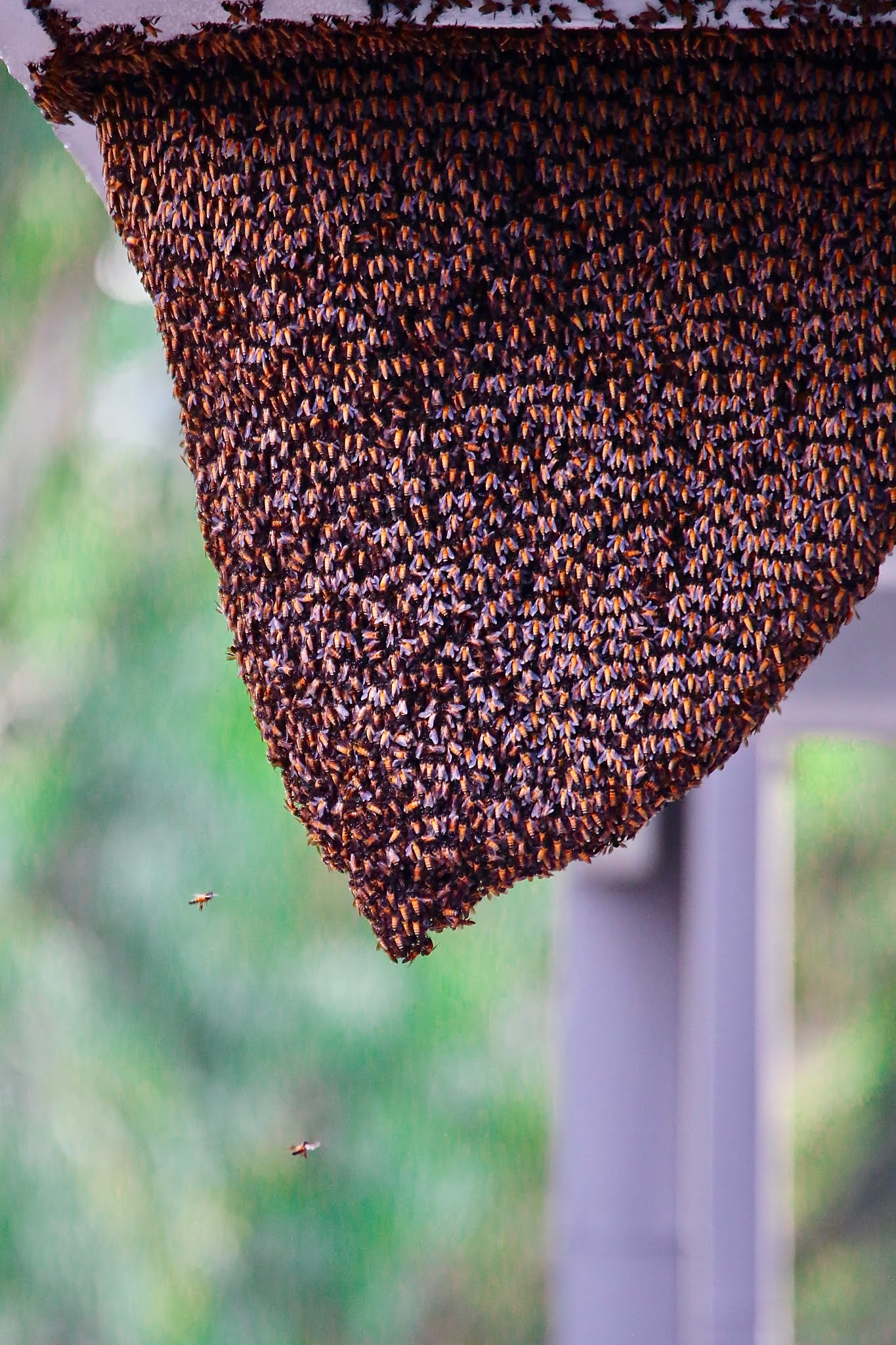 Honey Bees hive high resolution free