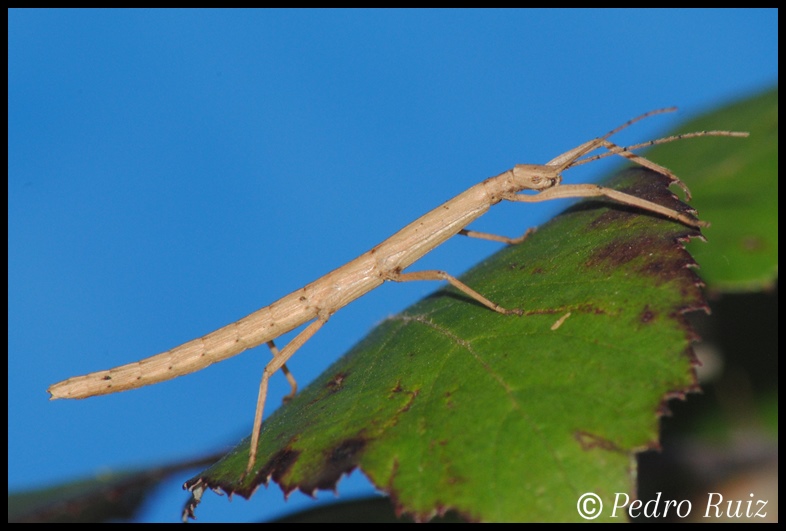 Ninfa macho L2 de Hypocyrtus ornatissimus, 2,8 cm de longitud Ninfa macho L2 de Hypocyrtus ornatissimus, 2,8 cm de longitud