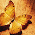 Butterfly HD Wallpaper Latest