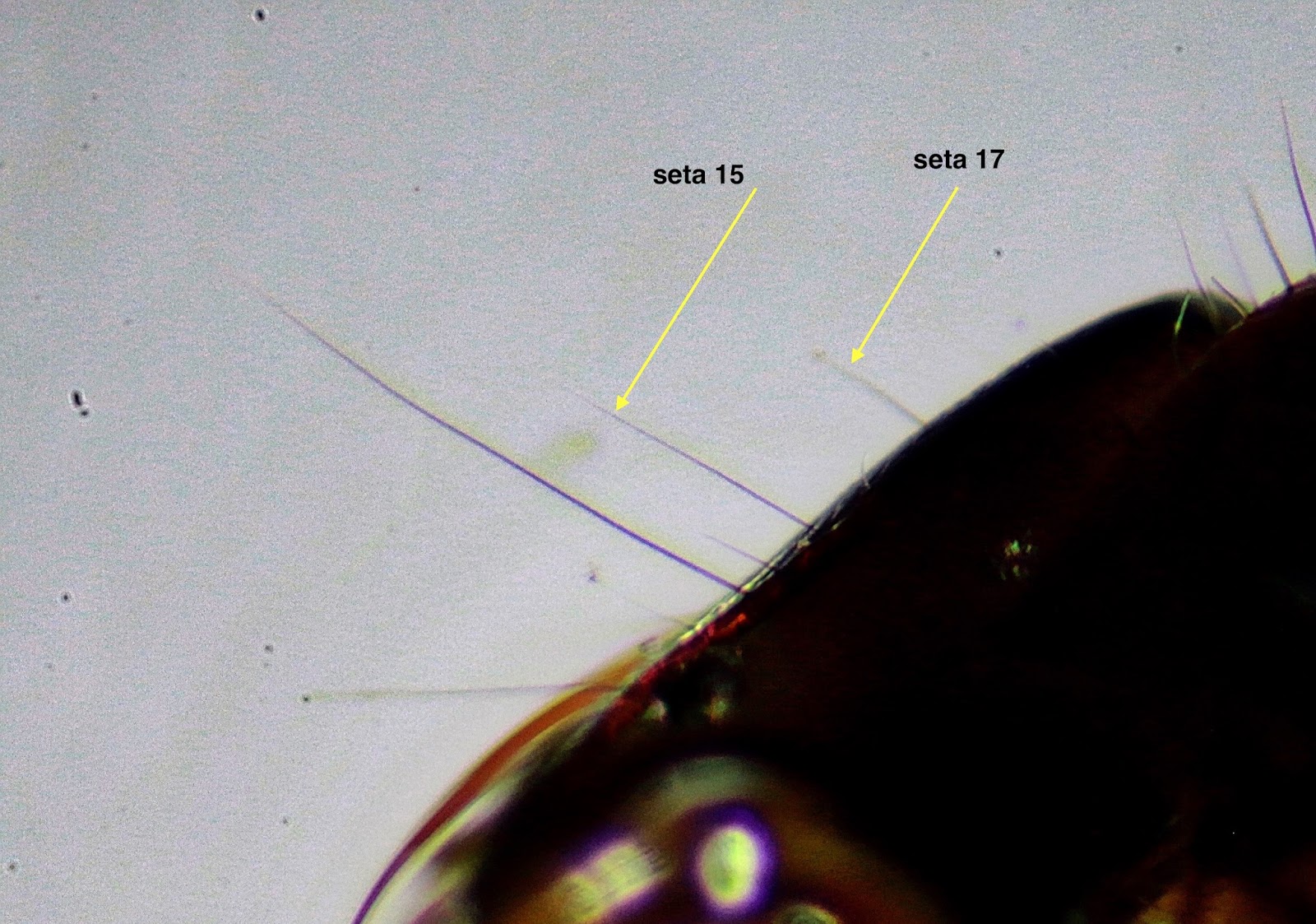 Aquatic Insects of Central Virginia: 2017