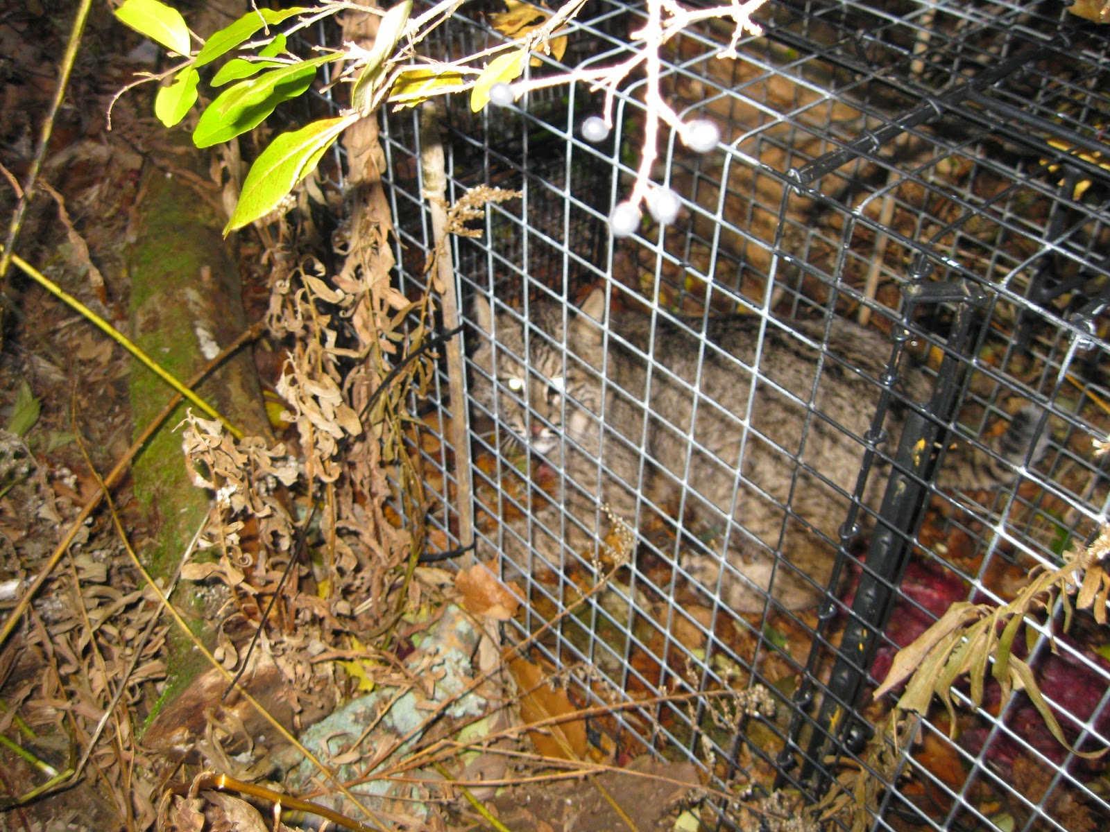 A Pair of Flying Squirrels taken in a 5x5x24 Comstock Live Squirrel Cage  Trap - Comstock Custom Cages