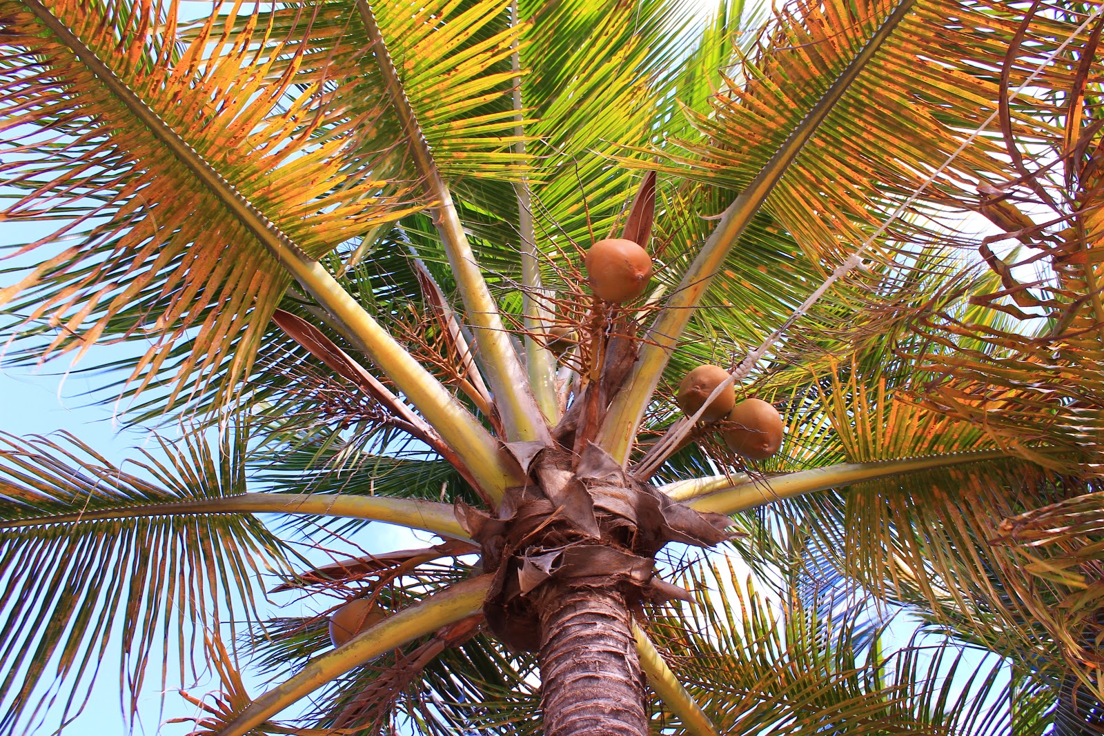 Christmas year round with Santa....