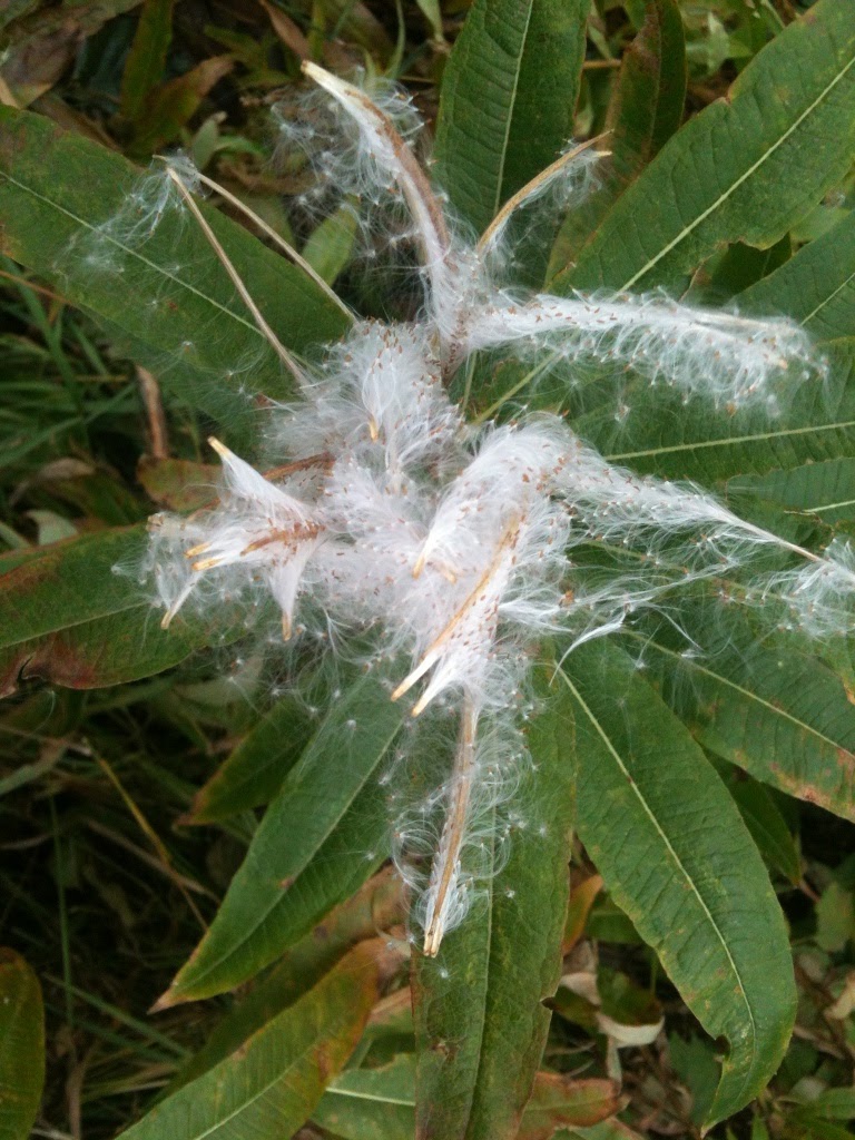 Living in Kodiak: Sprouting Fireweed