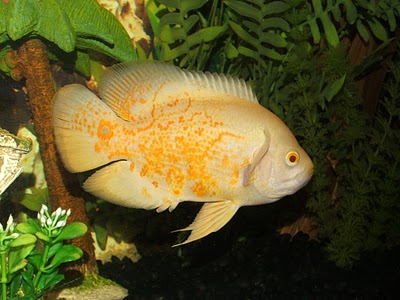 Klangenan Astronotus Ocellatus Oscar Fish