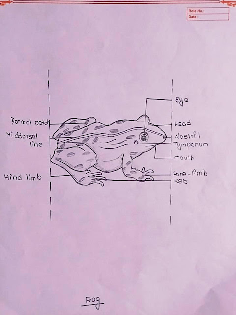 Labelled Diagram of Frog | Figure of Frog