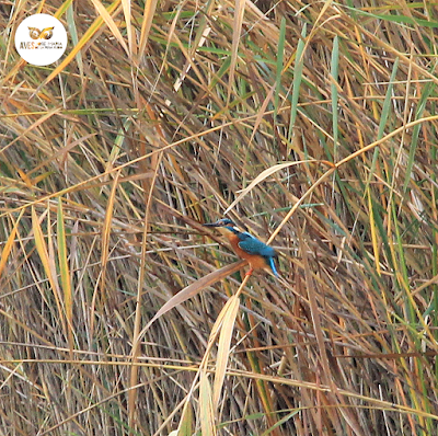 Martín pescador común (Alcedo atthis) en la vegetación que cubre los galachos del Ebro.