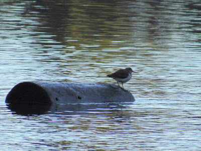 Lassen Volcanic National Park California birding