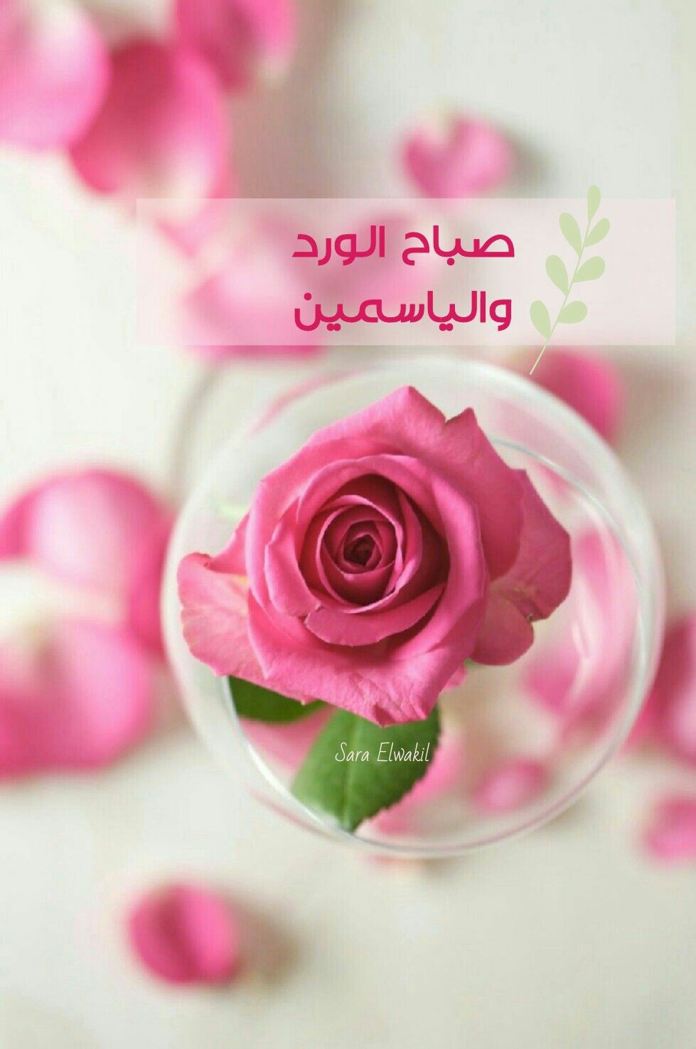 PiC ViBeS صباح الورد والياسمين 🌼🌸