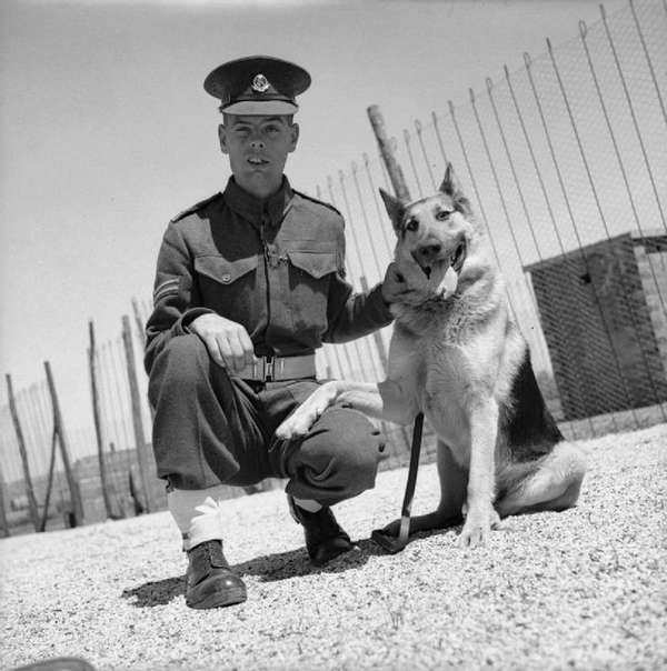 Corporal A Wilde with his German Shepherd dog Corporal A Wilde with his German Shepherd dog