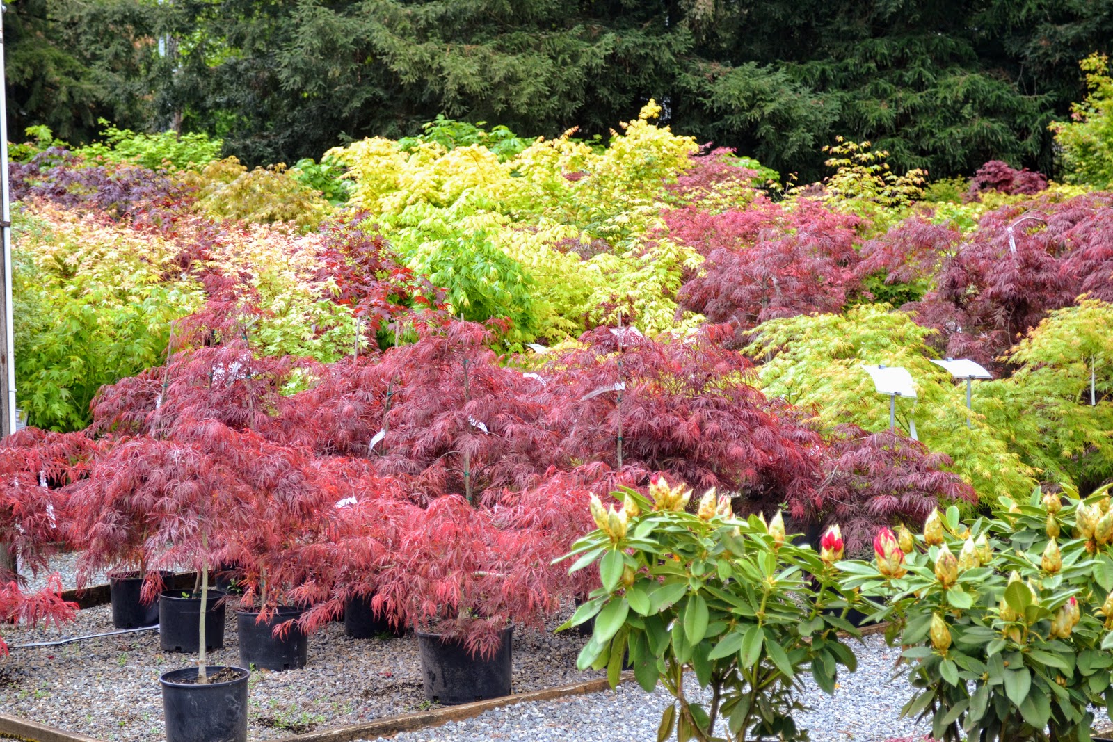 Spirea Spirea Victory Bridal Wreath Spirea Spirea Plant