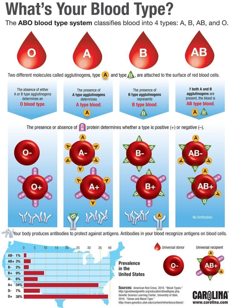 Human Blood Group human-blood-group