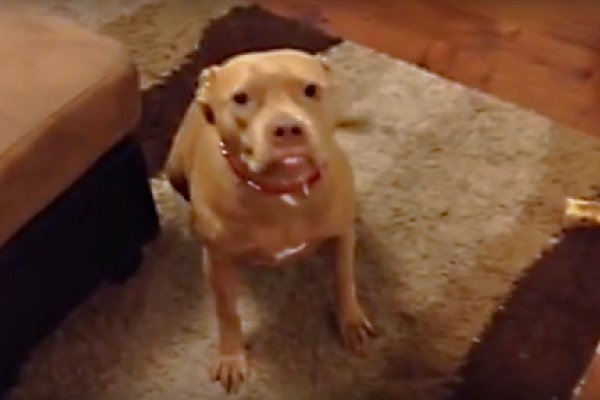 Pit Bull Does Not Like Her Daddy Upcoming Residence Late, Gives Him An Earful