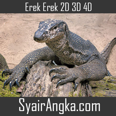 Erek Erek Biawak 2D 3D 4D Di Buku Mimpi Dan Kode Alam - Syairangka.com
