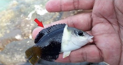 Mimpi Menangkap Ikan Hias Artinya Rejeki Akan Mengalir Deras Primbon88 Mimpi Menangkap Ikan Hias Artinya Rejeki Akan Mengalir Deras Primbon88