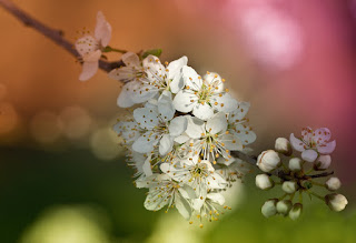 flor del peral