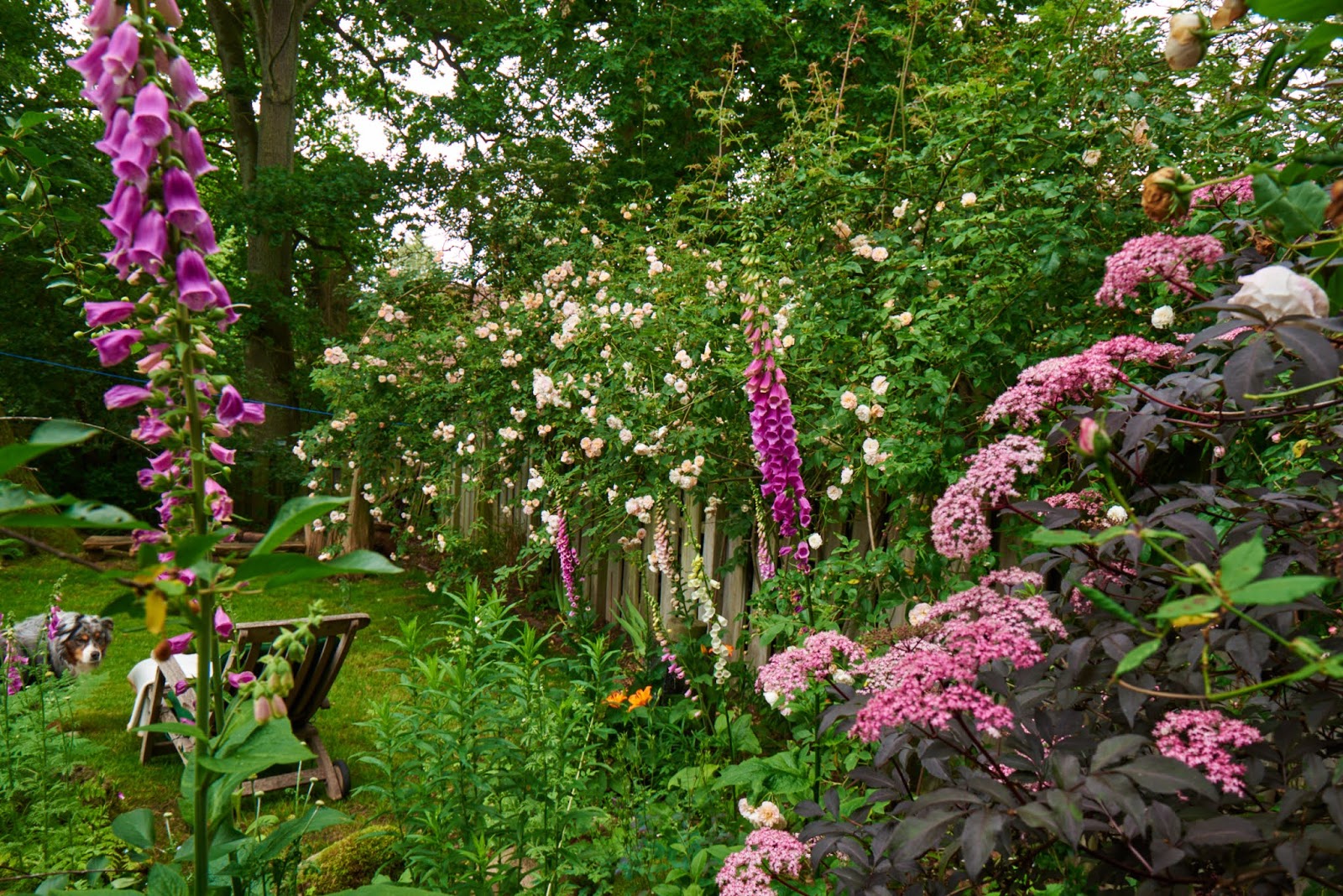 Northern June Garden
