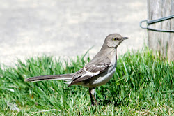 mockingbird wing flash wildlife urban guide