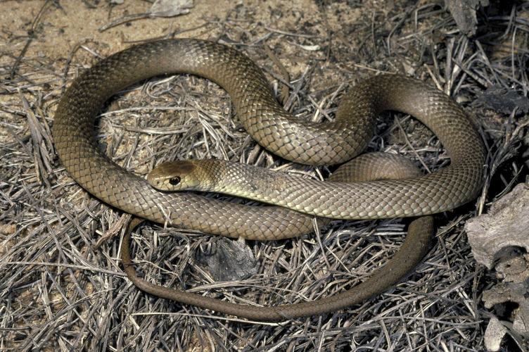 Australian brown snake