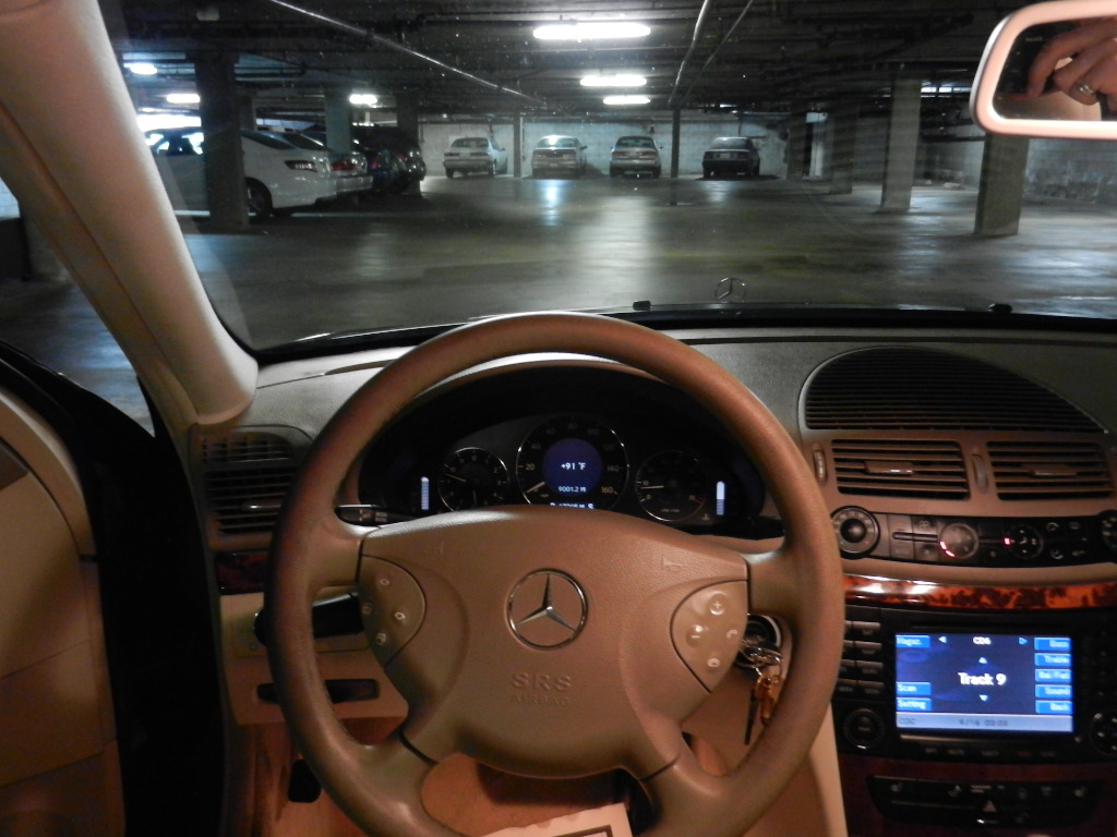 cheap finches for sale