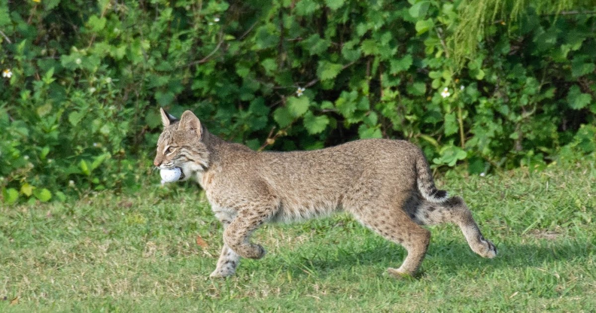 Biological Libraries Classification of Bobcat