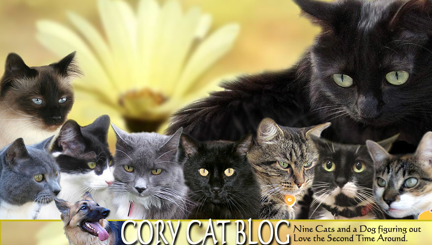 Cory Cat Blog