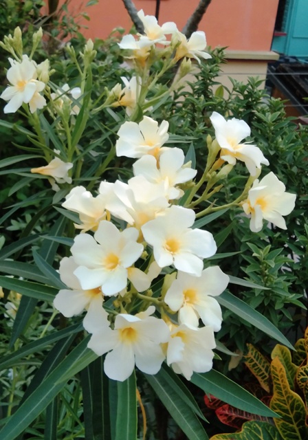 oleander