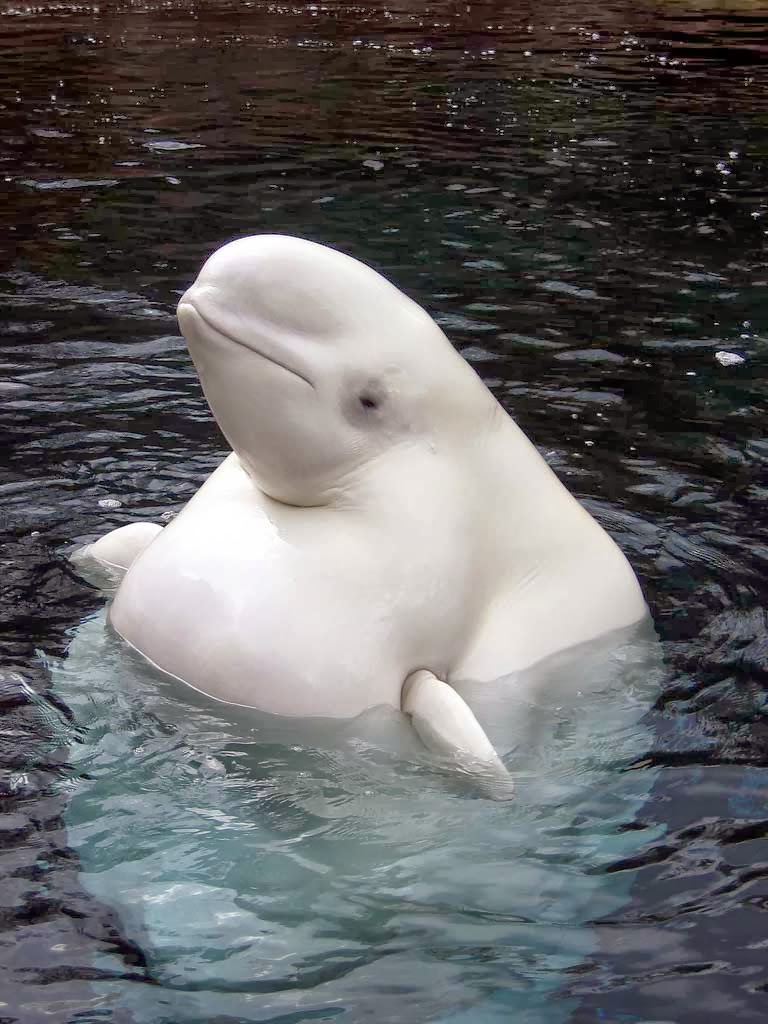 beluga whale beluga whale