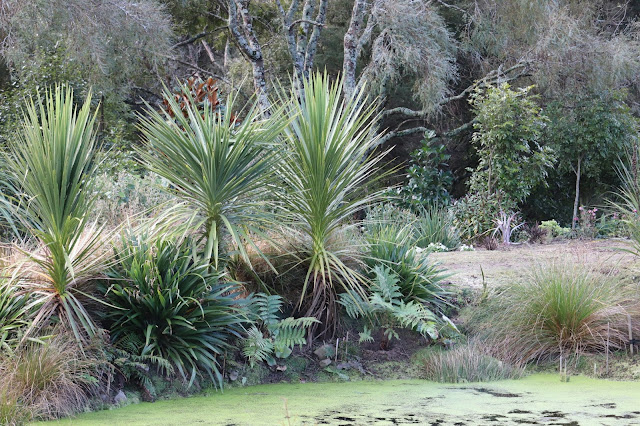 Some recently moved smaller ponga we left untrimmed are very happy. They will love it here in shade with damp roots.