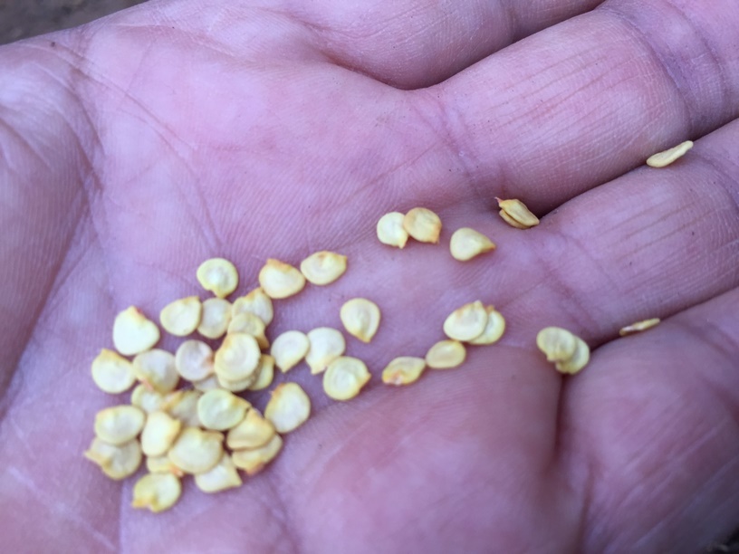 How to start bell peppers indoors