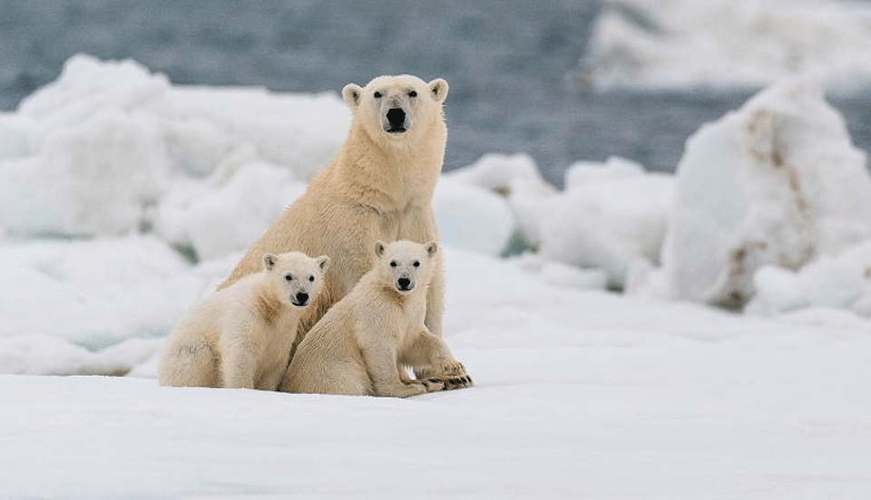 Polar bears could go extinct by 2100. CURRENT AFFAIRS (CA) DAILY UPDATES