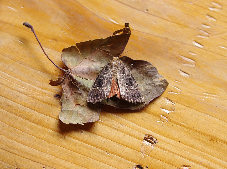 DavesBirdingDiary Copper Underwing ( Amphipyra pyramidea ) . Bowling