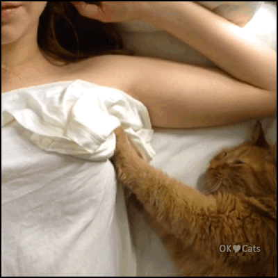 Funny Cat GIF • Boob massage? Okay Kitty, you're doing it right :) [ok-cats-site.com]