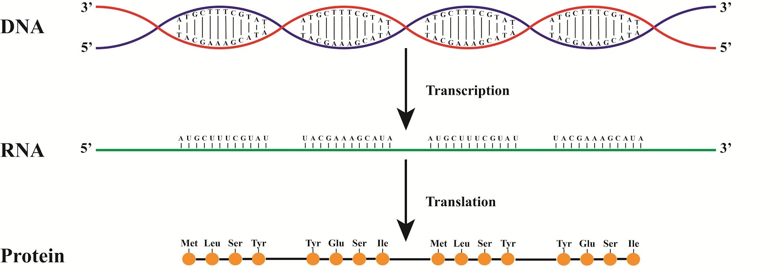 Sintesis Protein, Transkripsi, dan Translasi - Info ...