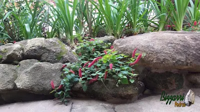 Detalhe do canteiro de flores na mureta de pedra com o rabo de gato e as mudas de agapanto.