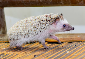 Bagaimana Cara1 Bagaimana Cara Merawat Landak Mini Yang Benar