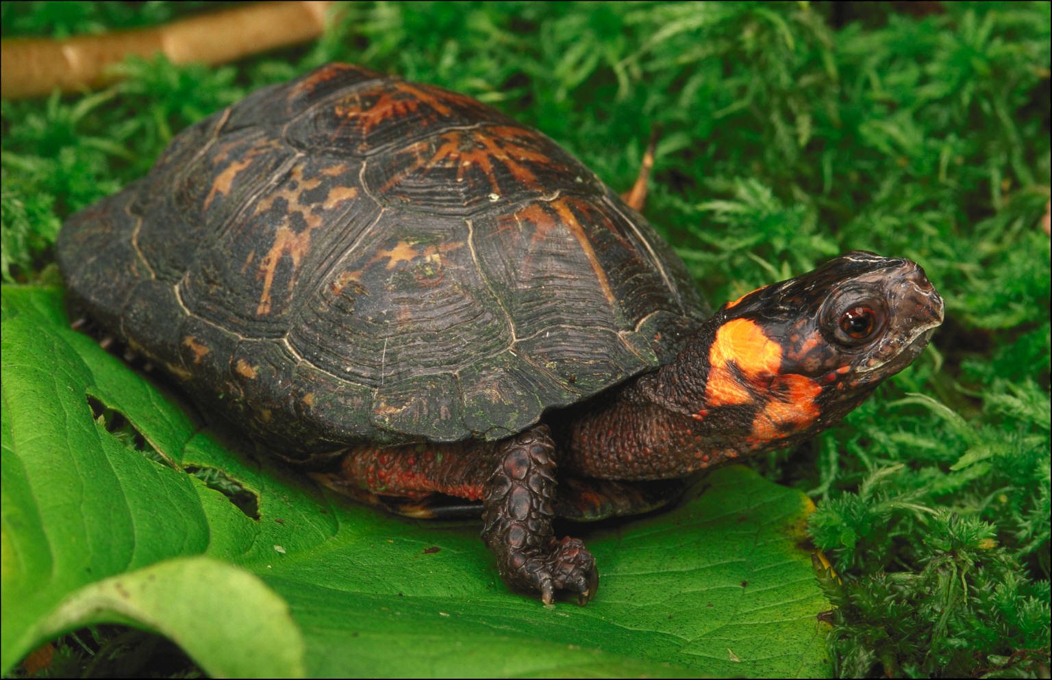 Group 10 Bog Turtle Jackson Werbelow