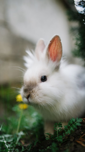 Free white rabbit wallpaper, fluffy, cute