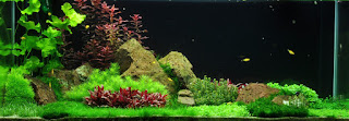 Tanaman Aquascape Hair Grass Mini