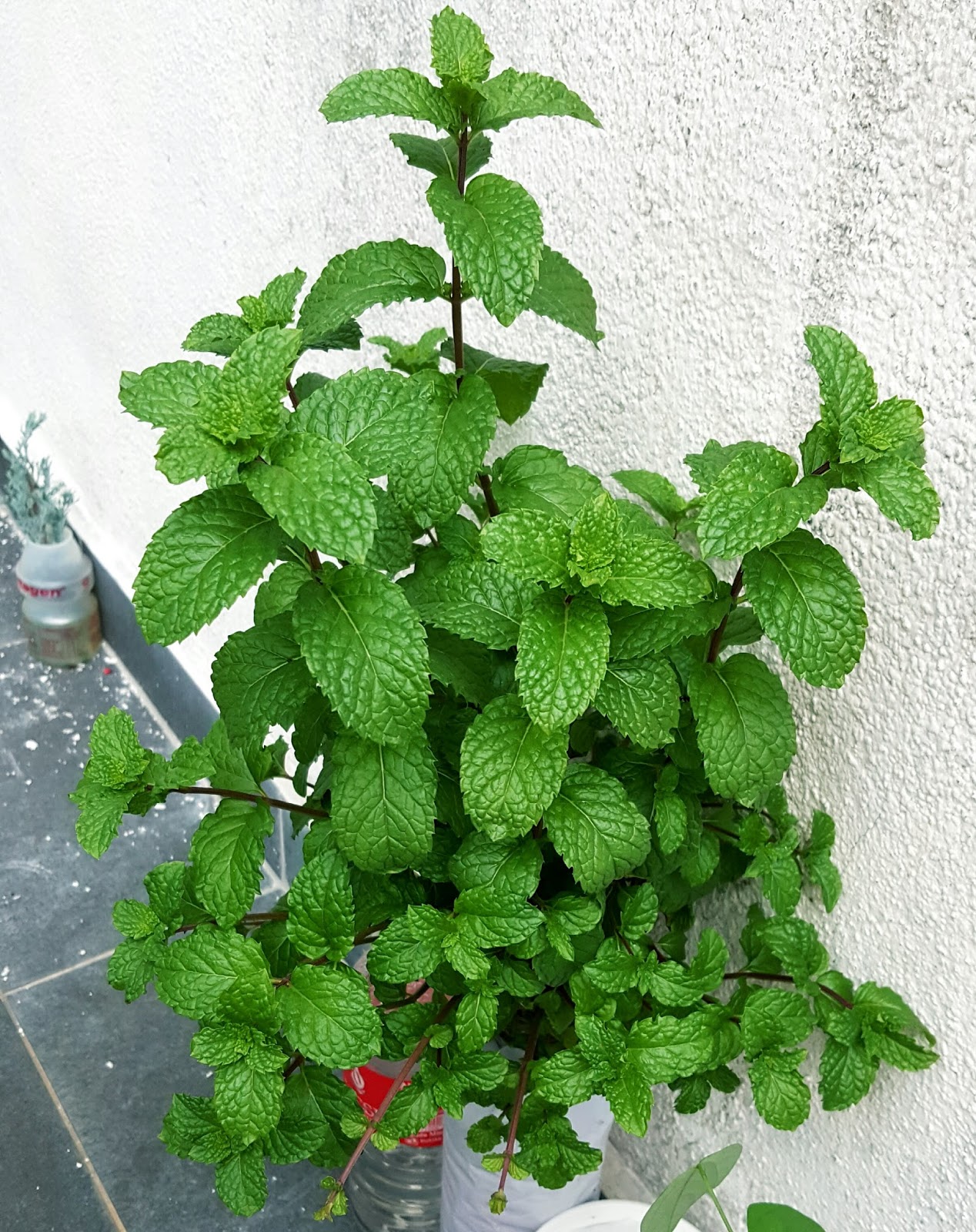Are All Mint Leaves Edible