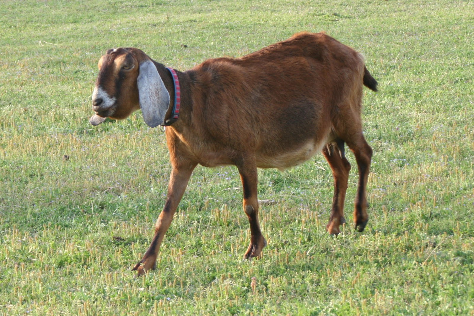 Brooding On Bottle Jaw in Our Anemic Goats