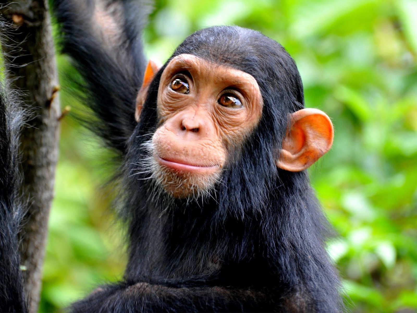 high-angle-view-of-chimpanzee-in-forest-769784687-5b1e76d63de4230037ce6f9d.jpg