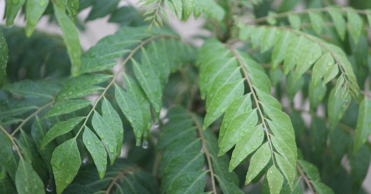 Eat Curry Leaves For Easy Weight Loss