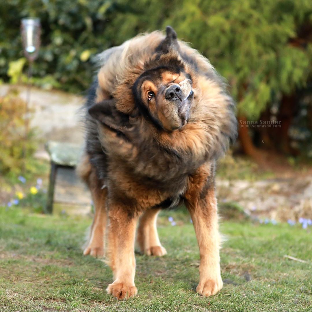 Tibetan Mastiff The Most Expensive Dogs In The World I Chinese Bear Dog
