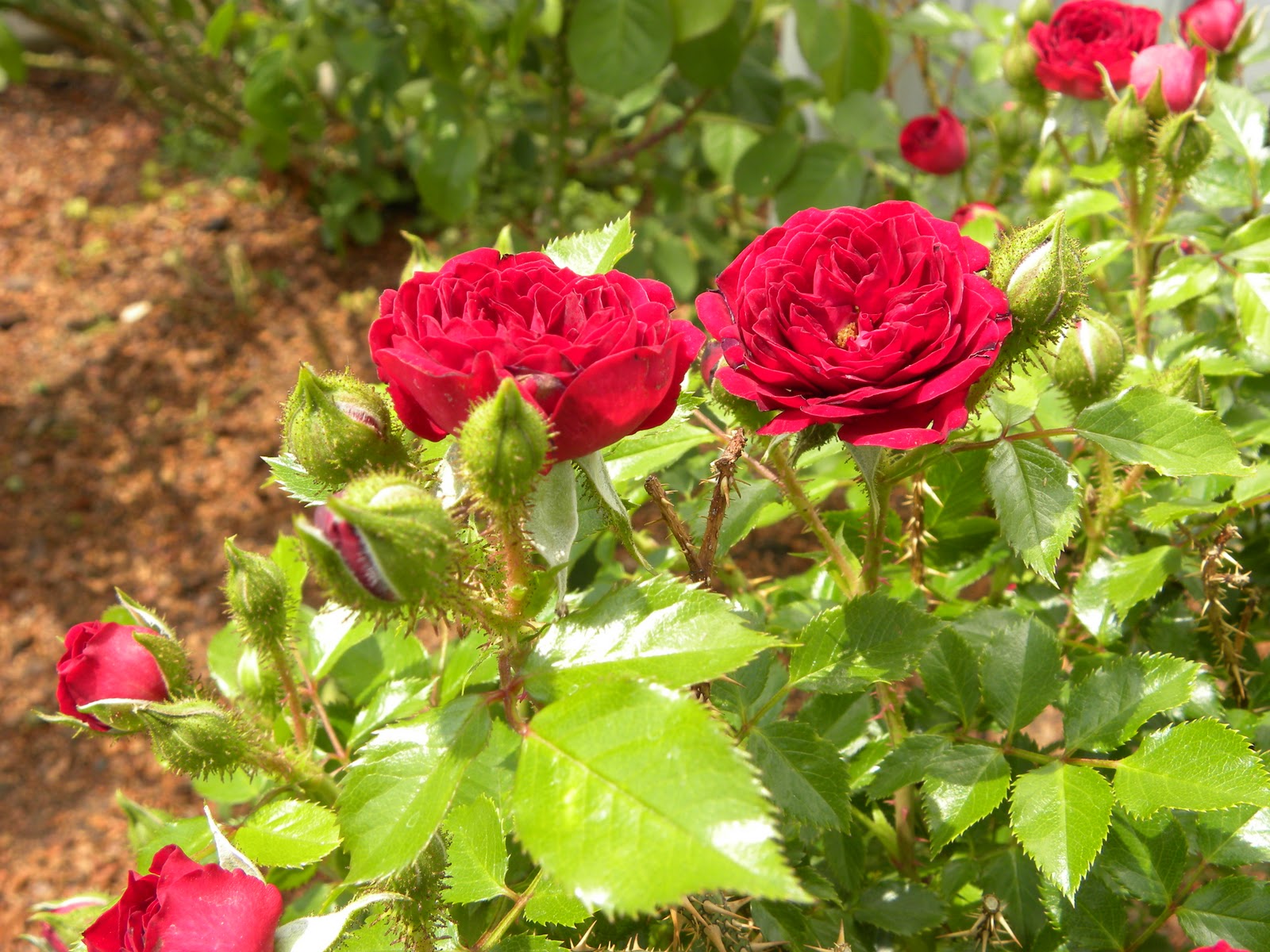 Red Dirt Roses Overlooked Photos