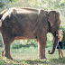 Contoh Report Text About Elephant dan Arti Terjemahannya