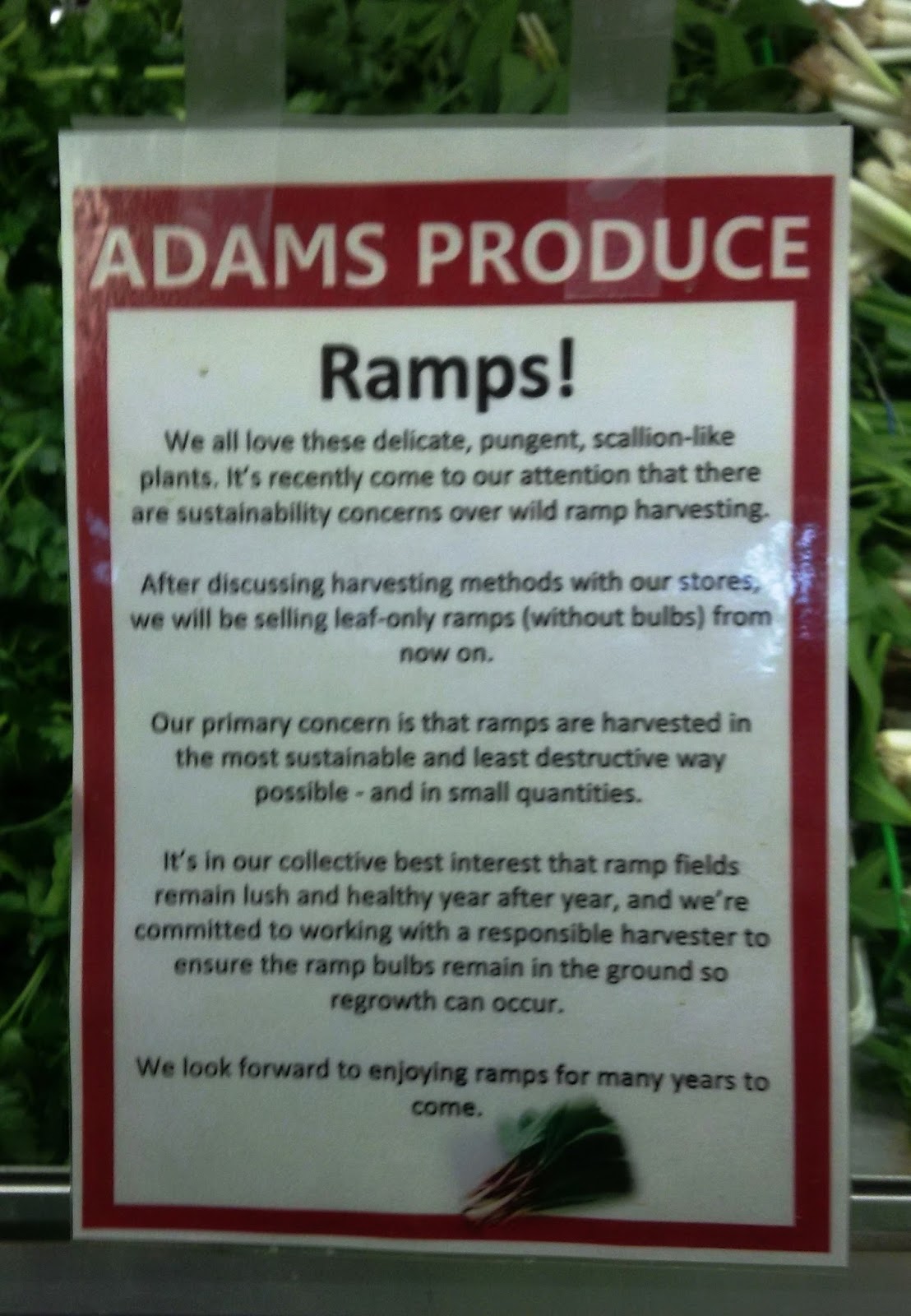 Responsible Ramp Harvesting The Garden of Eating