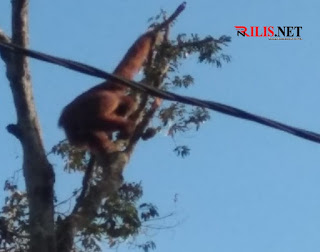 Sempat Ngamuk, Orang Utan di Peunaron Masuk ke Pemukiman Warga Juni 24, 2021