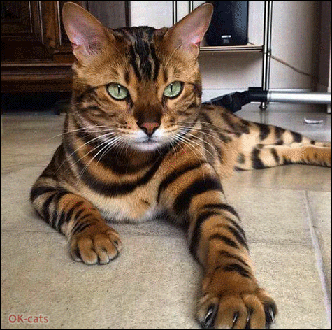 Art Cat GIF • Beautiful Bengal Cat is very proud with his new Santa hat. "Girls, I'm fabulous!" Art Cat GIF • Beautiful Bengal Cat is very proud with his new Santa hat. "Girls, I'm fabulous!"