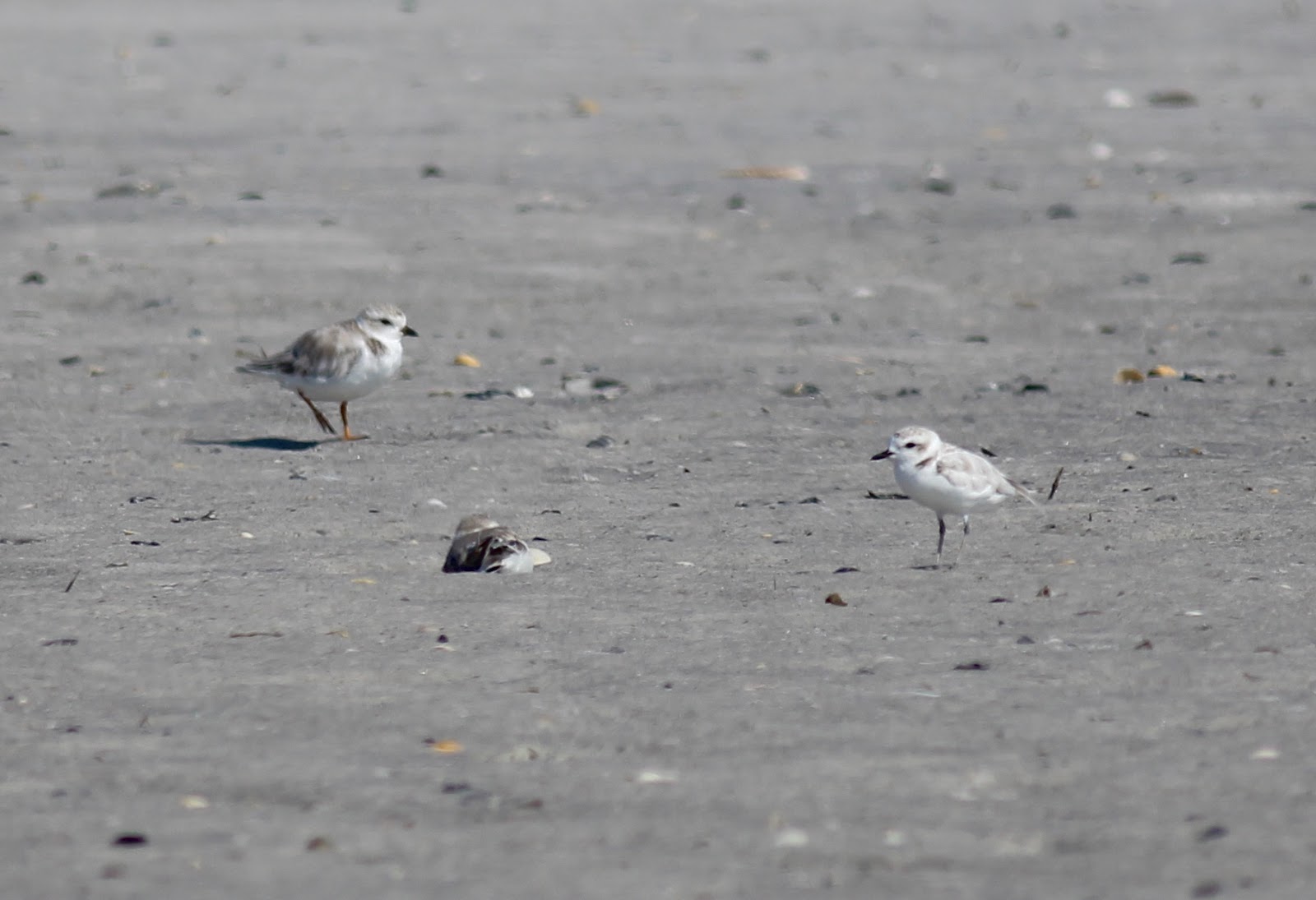 Photographicbirdlistomania Snowy Plover (Charadrius nivosus) 26Aug2016